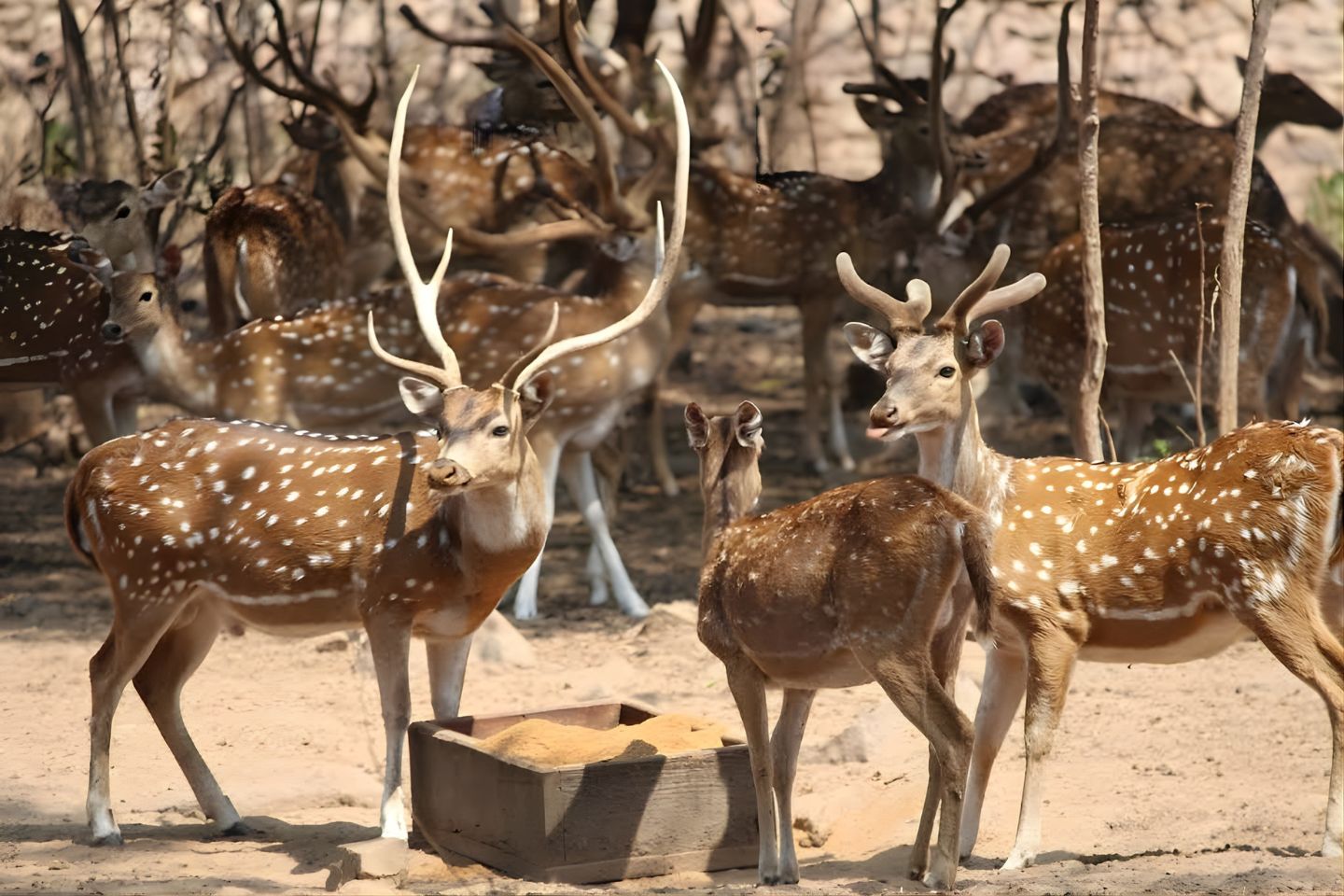  Shamirpet Deer Park Hyderabad