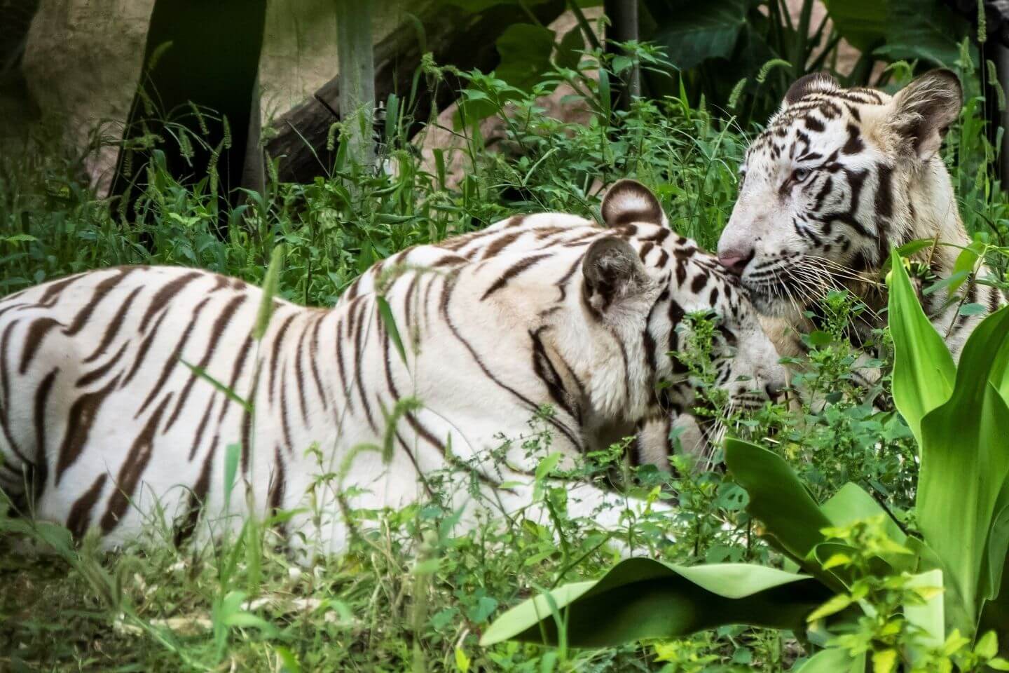 Nehru Zoological Park Top Picnic Spot in Hyderabad