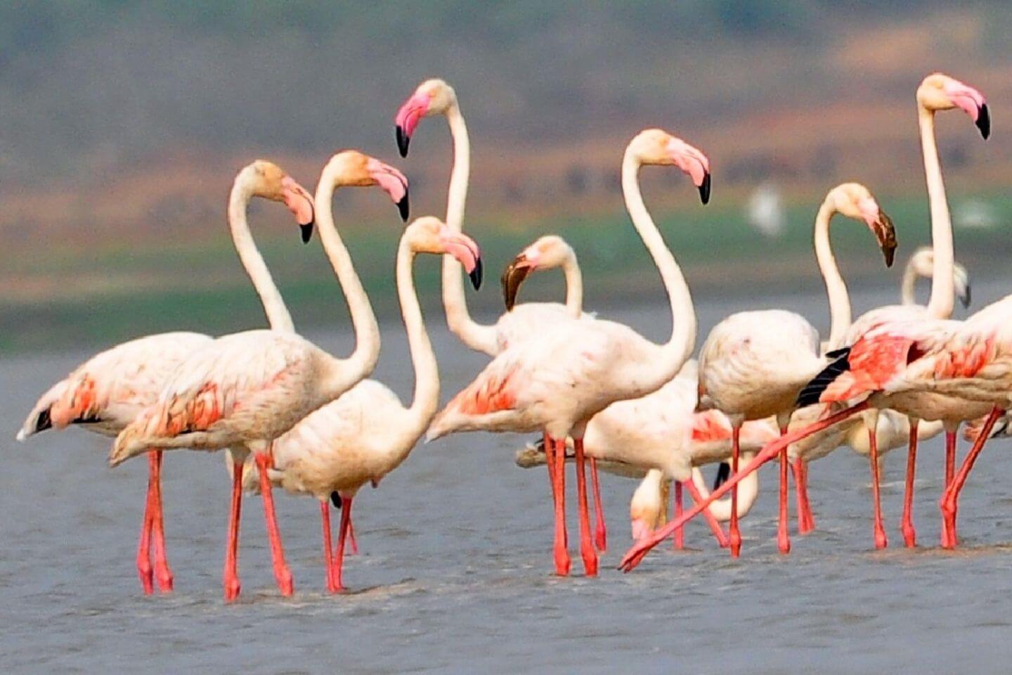 Osman Sagar Lake Hyderabad Popular Picnic Place