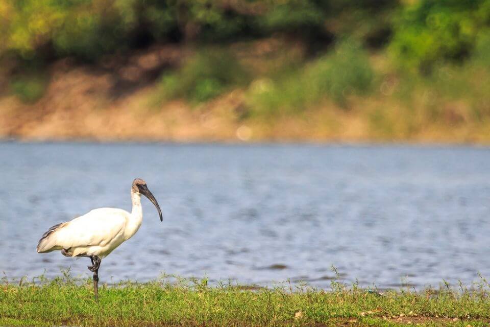 Narsapur Forest - wildlife places to visit nearby Hyderabad within 100km