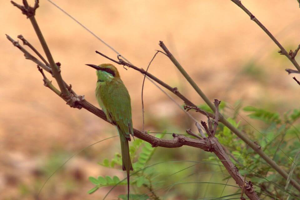 Pocharam Wildlife Sanctuary Picnic Place to visit near Hyderabad