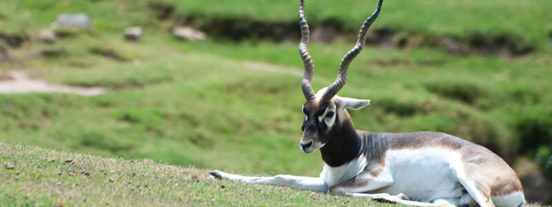 Mahavir Harina Vanasthali National Park, Hyderabad Tourist Attraction