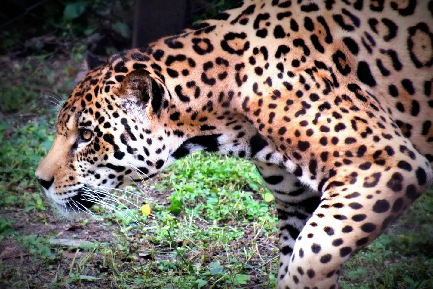 Nehru Zoological Park