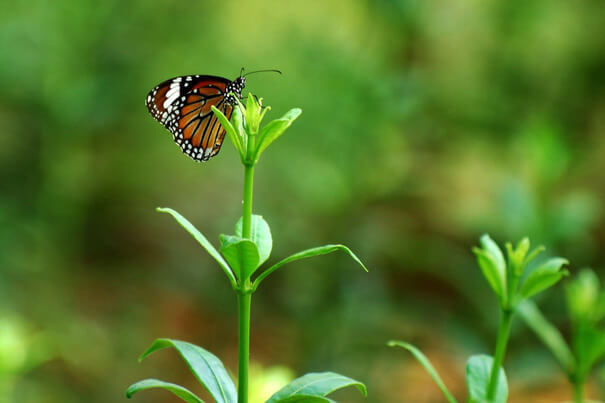 Hyderabad Botanical Gardens, a popular park in Hyderabad