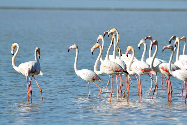 Gandipet Lake, Natural Lake to see in Hyderabad with friends