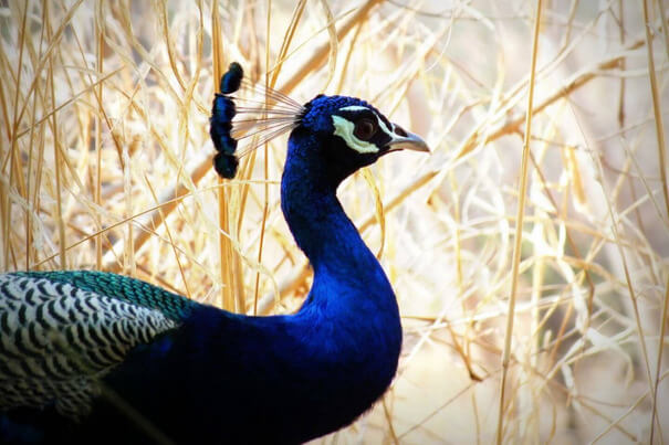 KBR National Park, Hangout place for friends and couples in Hyderabad