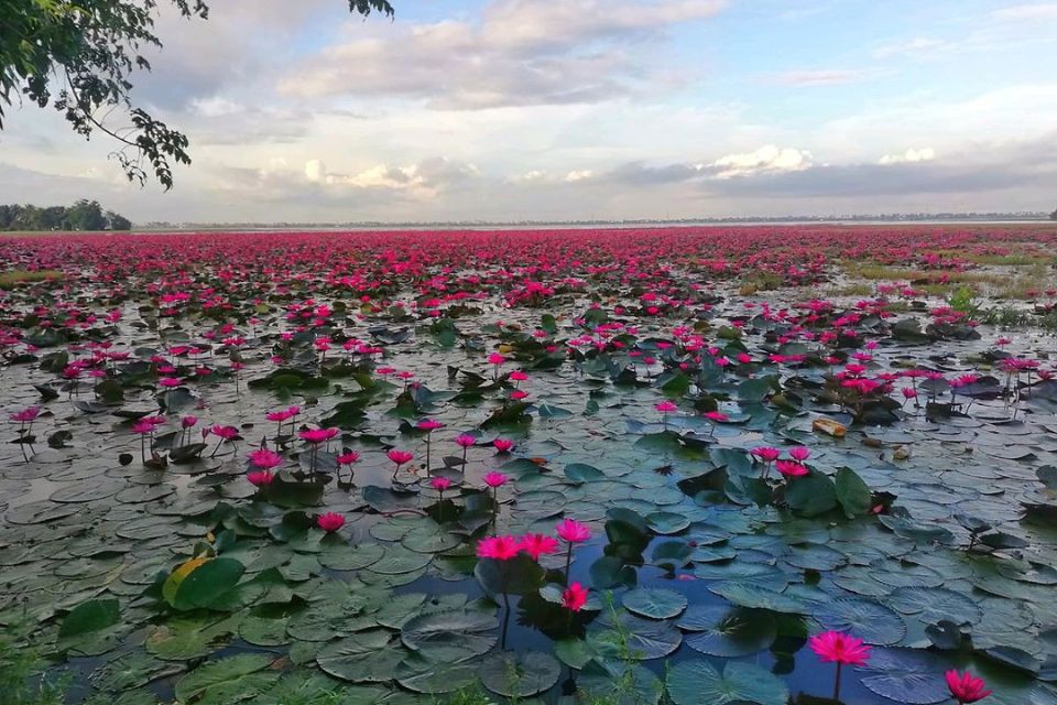 Lotus Pond