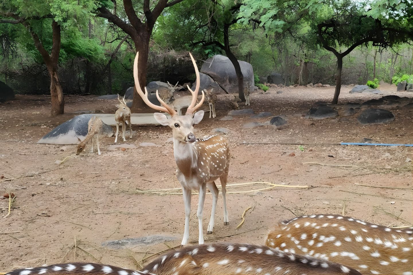 Mrugavani National Park
