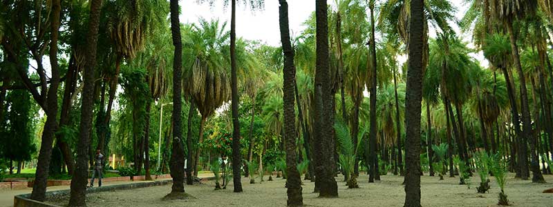 Indira Park Hyderabad Tourist Attraction