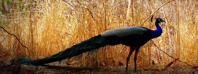 KBR National Park Hyderabad