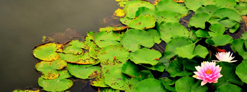 Lotus Pond Hyderabad Tourist Attraction