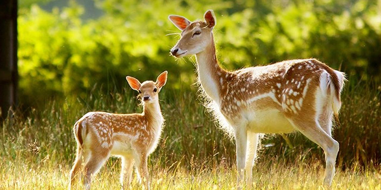 Mrugavani National Park Hyderabad Tourist Attraction